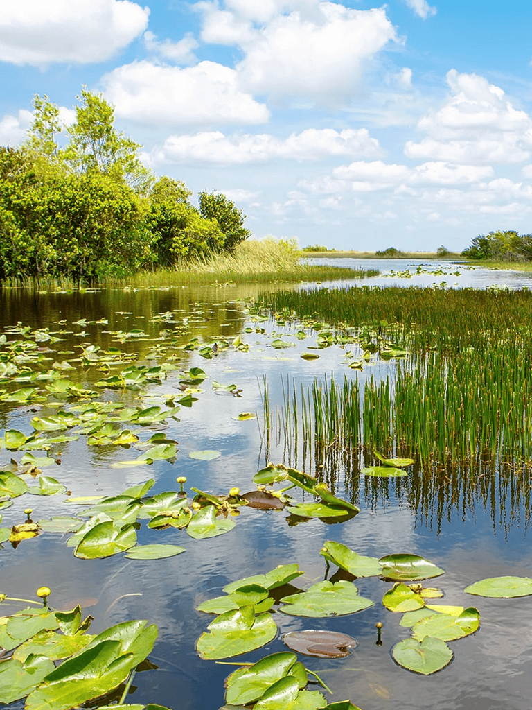 Water Lilies and Wetland Landscape with Trees and Blue Sky.