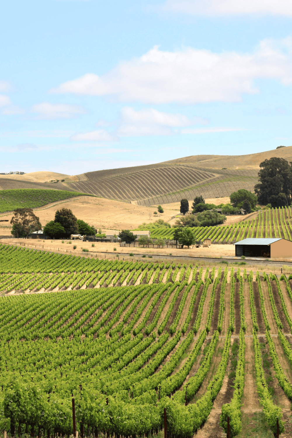 Vineyard landscape showing lush grapevines, rolling hills, and clear sky in a scenic winery region.