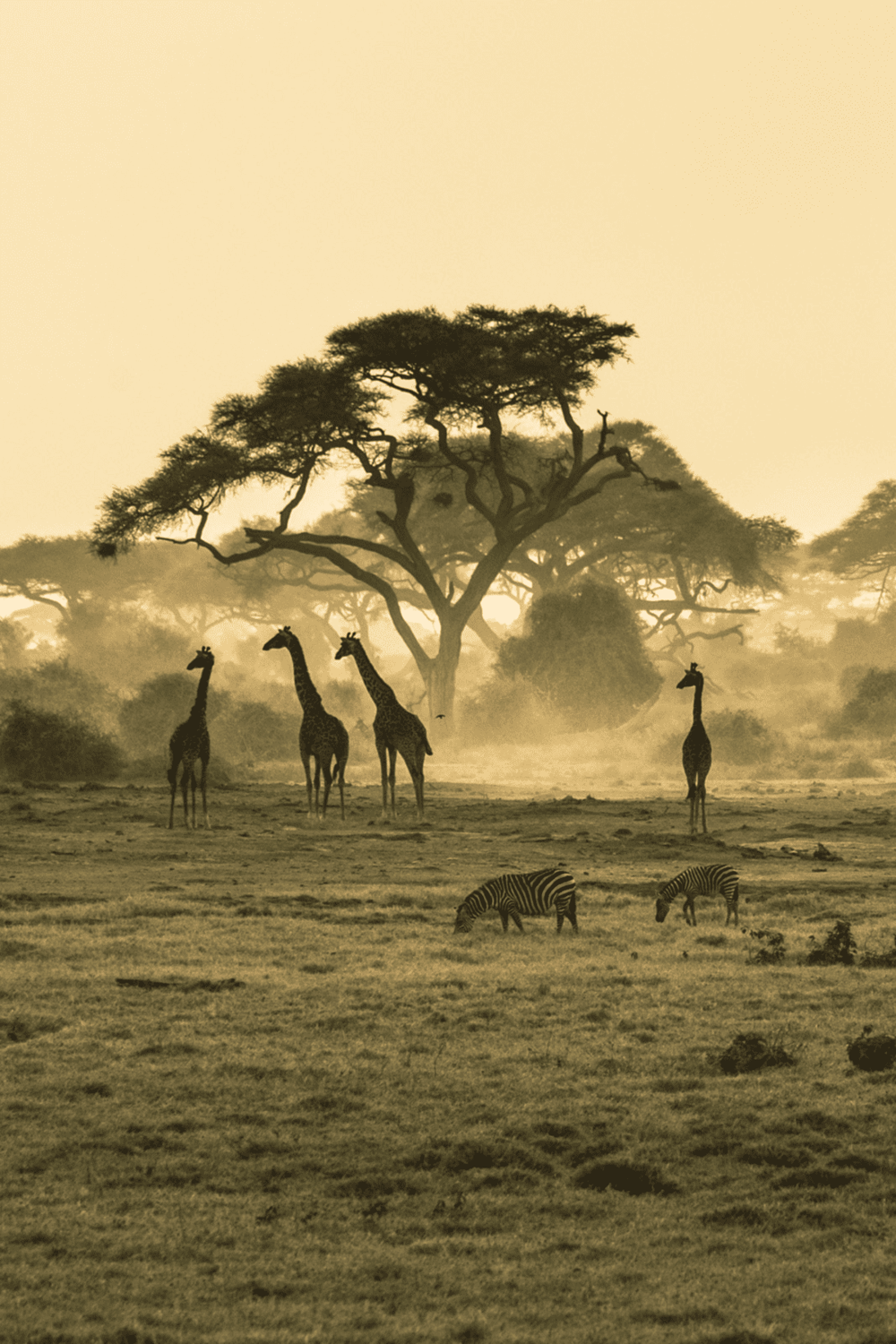 Giraffes and zebras in African savannah with large trees at sunset, showcasing adventure and wildlife travel.