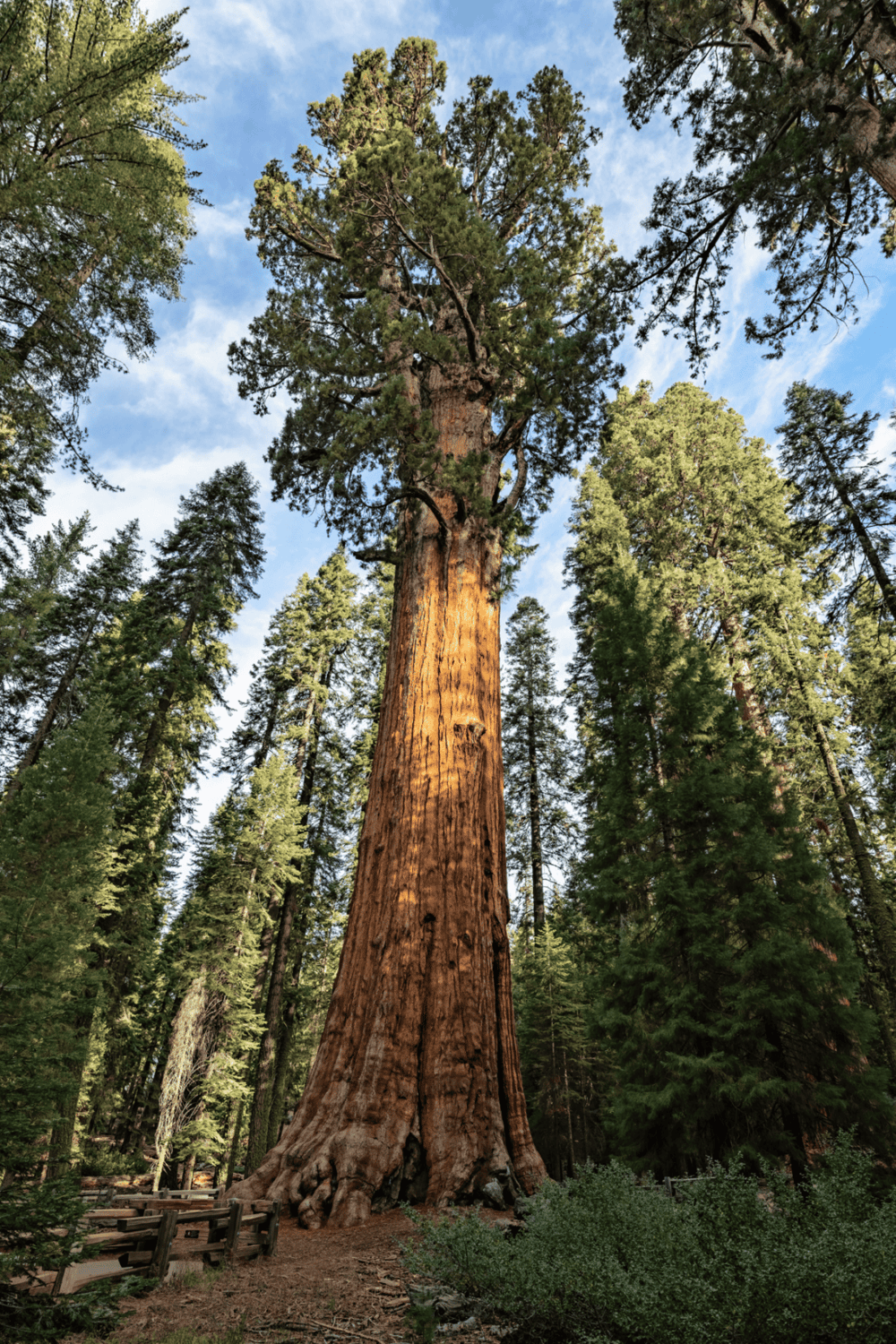 Ancient Sequoia tree in Yosemite National Park with lush forest surroundings.
