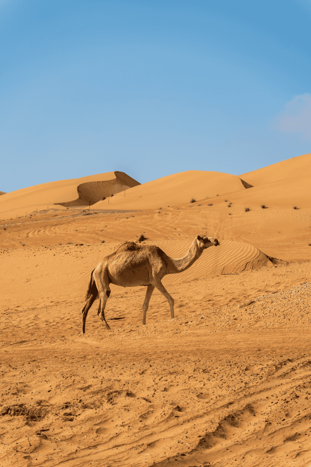 Desert landscape with a camel walking through golden sand dunes under a clear blue sky.