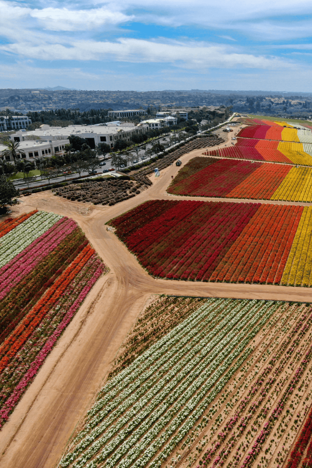 Colorful flower fields and modern buildings at QuestForDirections campus, California.