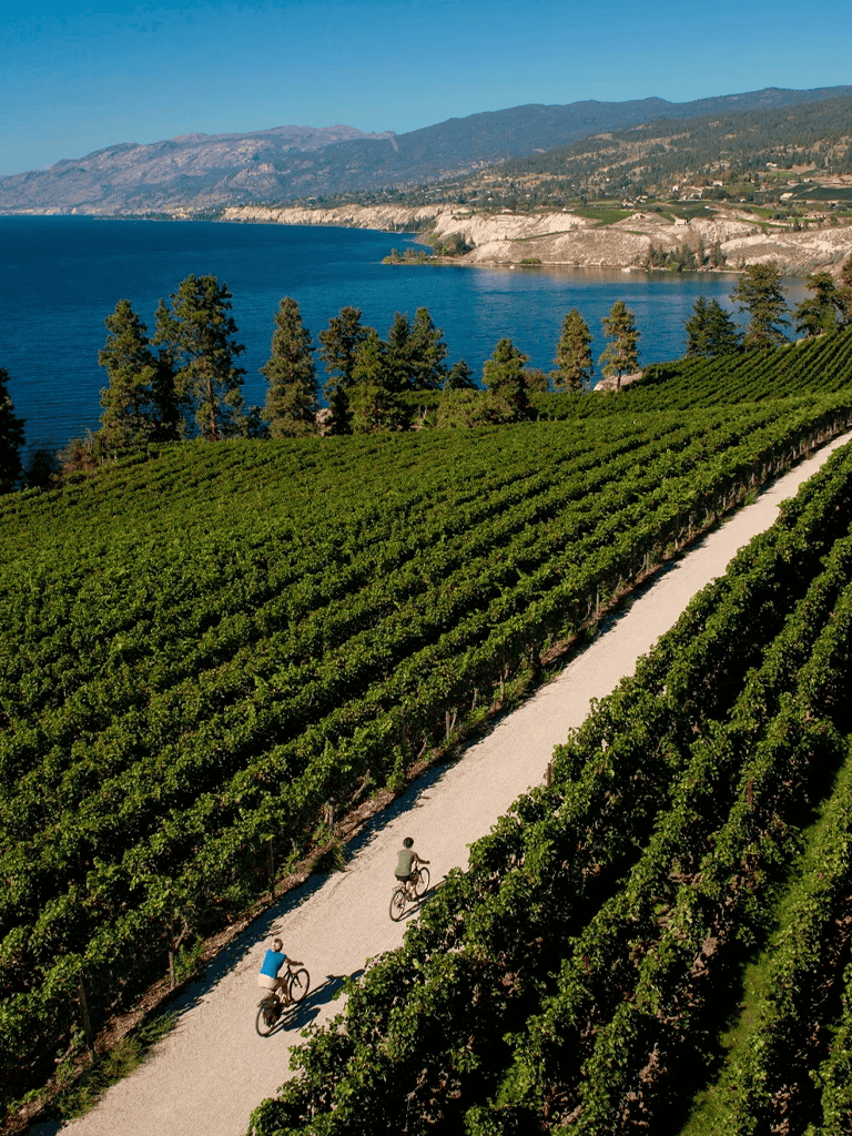 Lush vineyard overlooking a serene lake with cyclists on a scenic trail, mountain landscape in the background.