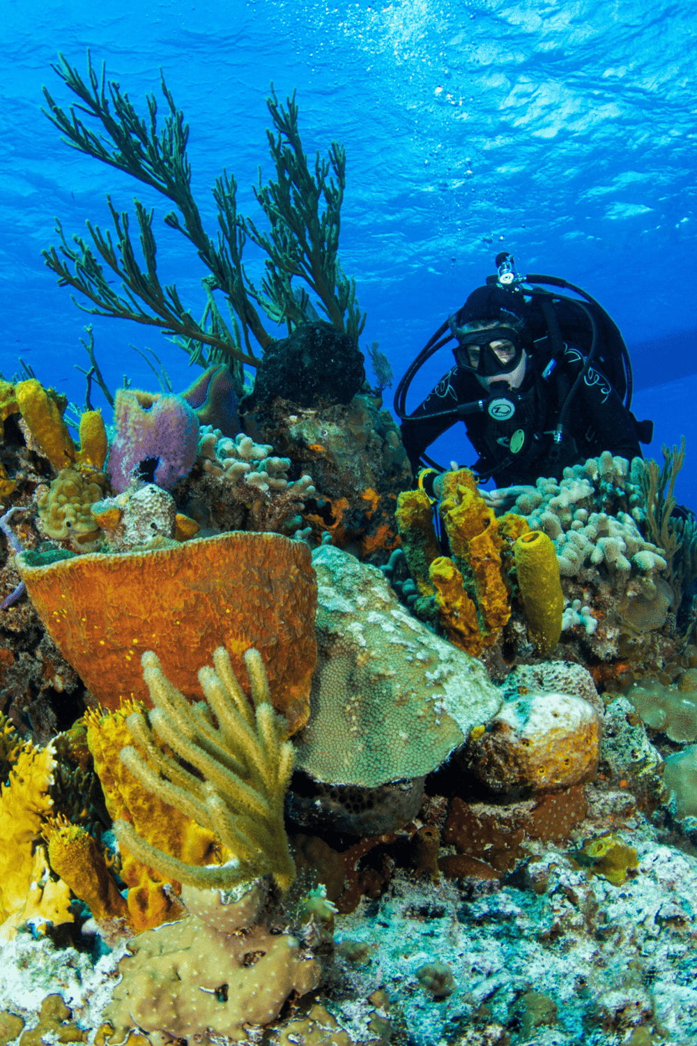 Colorful coral reef with scuba diver exploring marine life, vibrant underwater ecosystem, adventure tourism, coral conservation, snorkeling, diving.