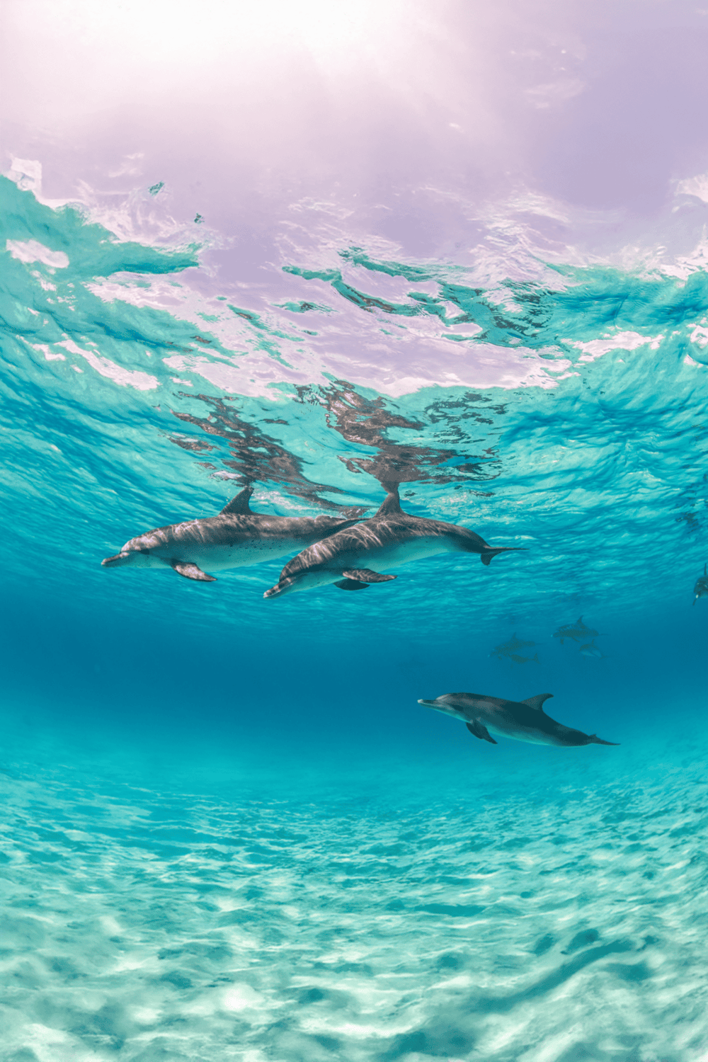 Dolphins swimming underwater, marine life, ocean exploration, QuestForDirections ocean adventure, aquatic wildlife, sea creatures, snorkeling, diving, marine conservation.