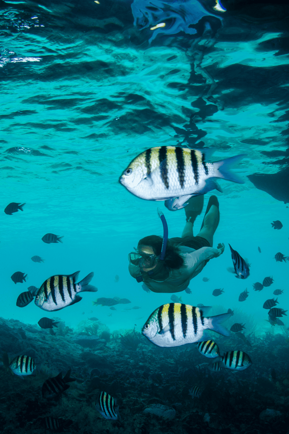 Colorful underwater scene with a scuba diver among tropical fish in clear ocean waters.