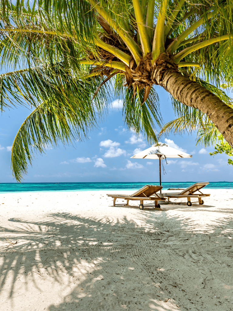 Palm tree over sandy beach with lounge chairs and umbrella, tropical vacation destination.