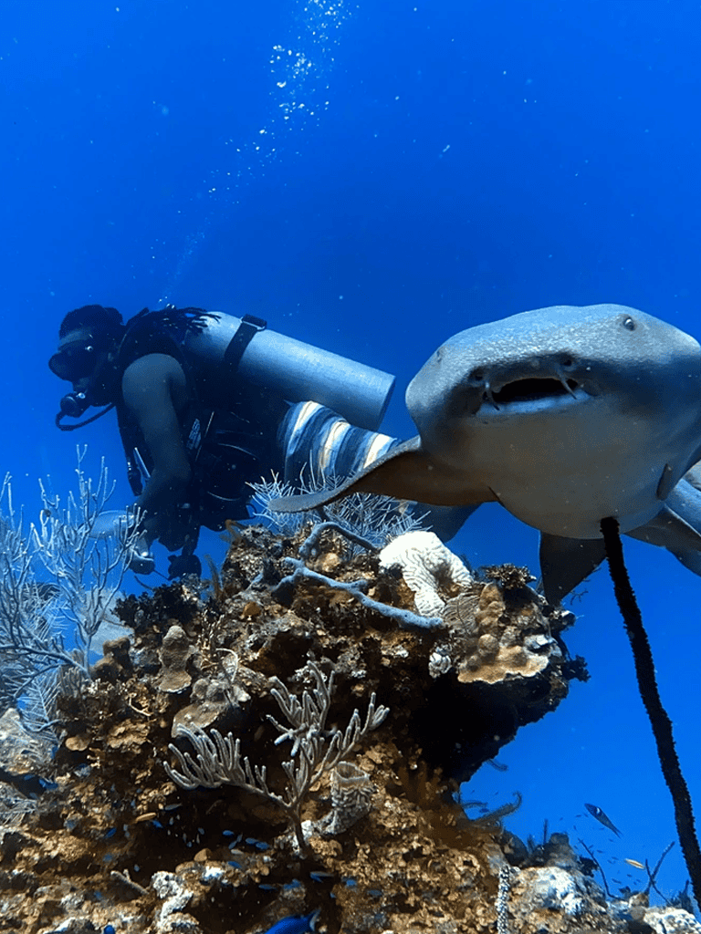 Diver exploring vibrant coral reef with sea creatures, including a friendly-looking shark, underwater scenery, and marine biodiversity.