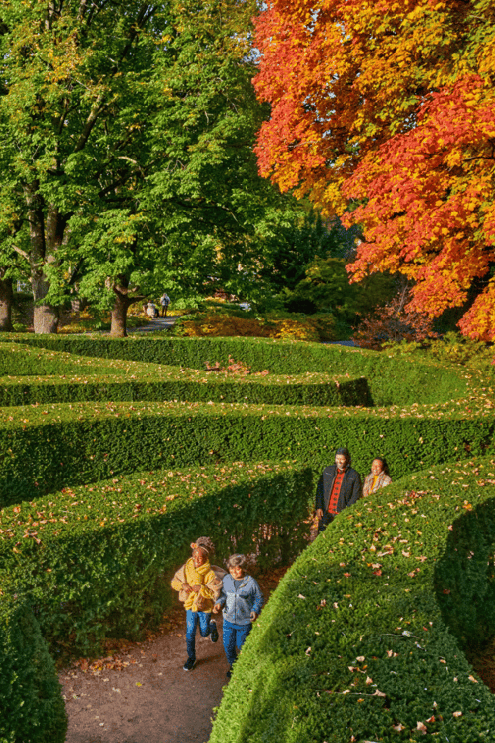 Colorful autumn park with people walking among vibrant fall foliage and trimmed hedges.