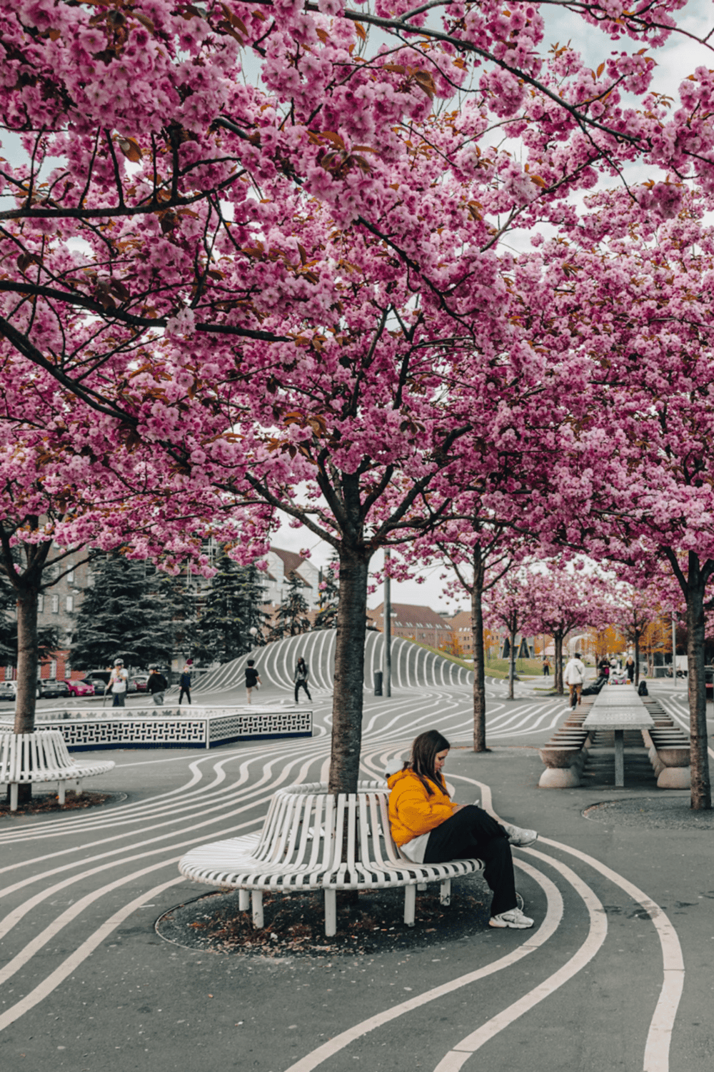 Vibrant cherry blossom trees in a city park with modern art installations and benches.