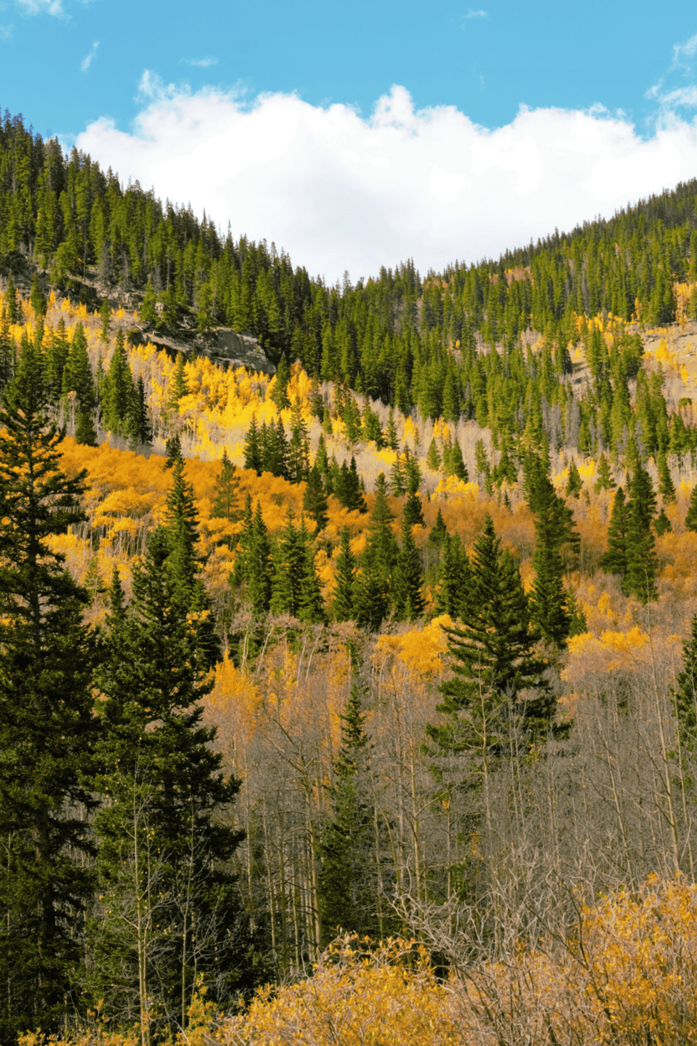 Vibrant autumn forest landscape with green and yellow trees, mountain backdrop, and clear blue sky, celebrating fall colors and nature's beauty.