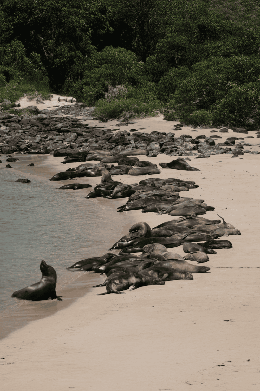 Seals resting on sandy beach with lush green background, wildlife photography, nature, ocean animals, wildlife conservation.