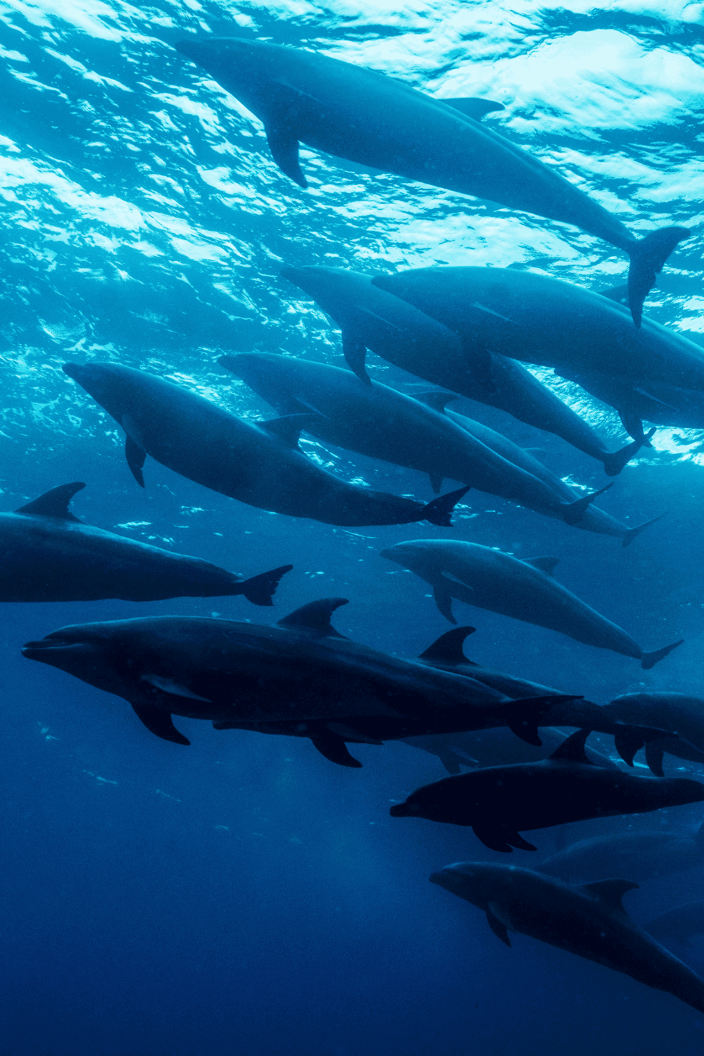 Schools of dolphins swimming underwater in the ocean for marine exploration and dolphin tours.