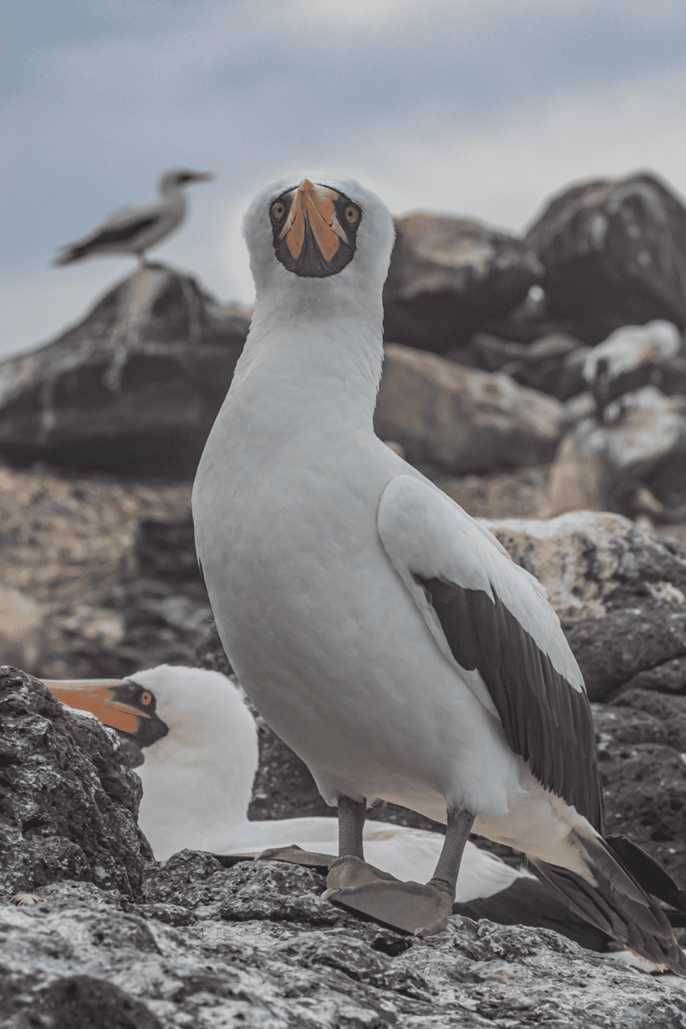 1. Large Weasel Bird on Rocky Coast with Seagull in Background.