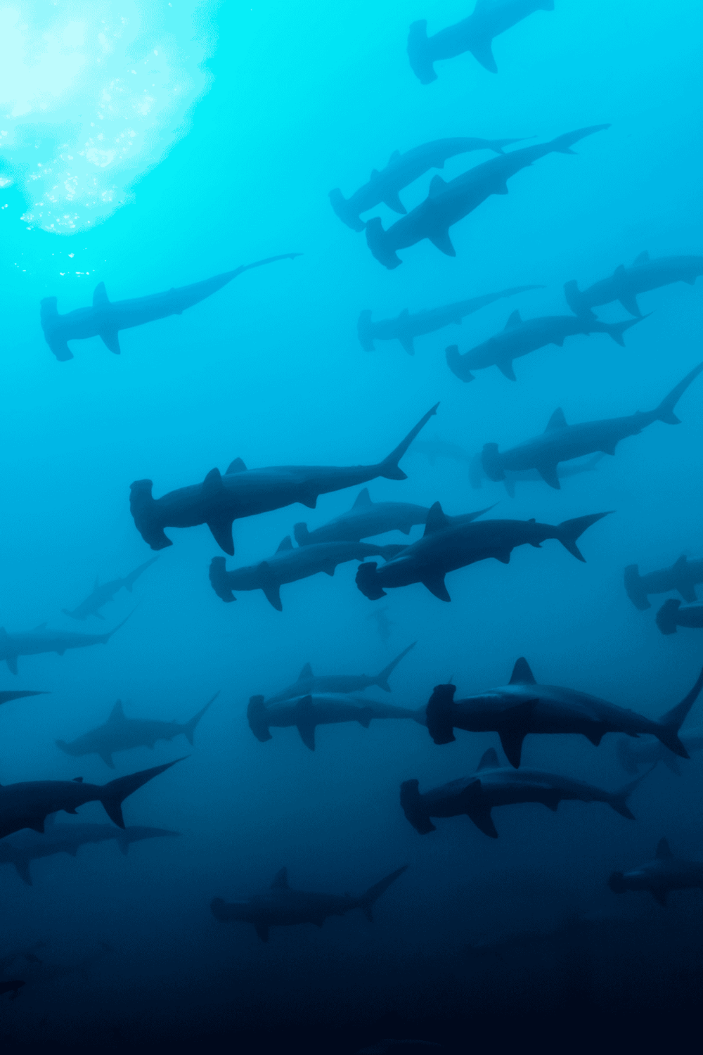 Schools of sharks swimming underwater, scuba diving, ocean adventure, marine wildlife exploration, diving trip inspiration.