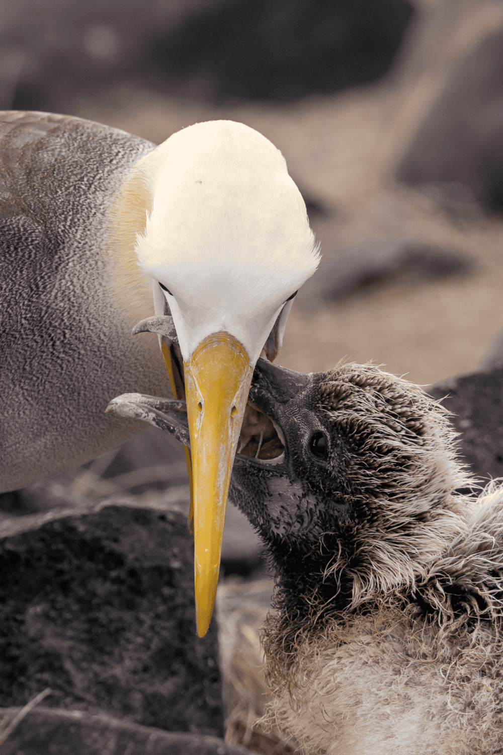 1. Adult albatross feeding its chick on rocky terrain, nature wildlife conservation.