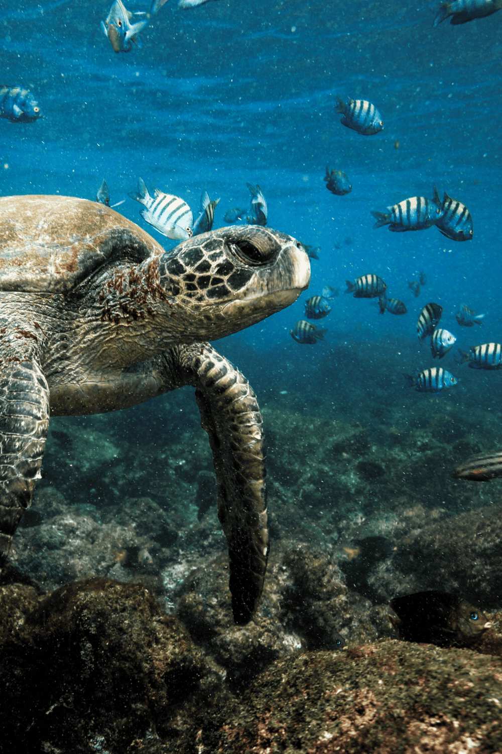 Marine turtle swimming with tropical fish in coral reef ecosystem.