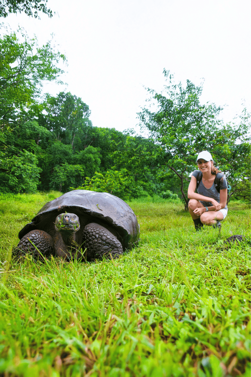 Wildlife adventure with a giant tortoise in lush green jungle setting.