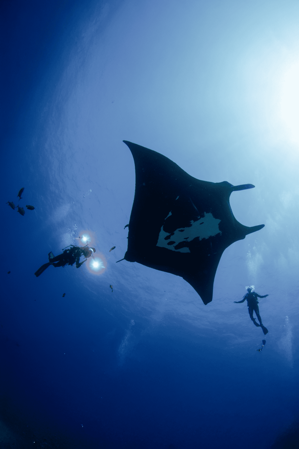 Majestic manta ray swimming with scuba divers in clear blue ocean water.
