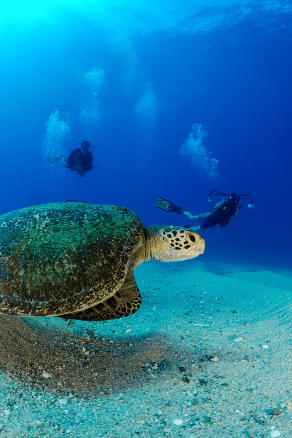 - Scuba divers exploring underwater with a sea turtle in a vibrant ocean scene.