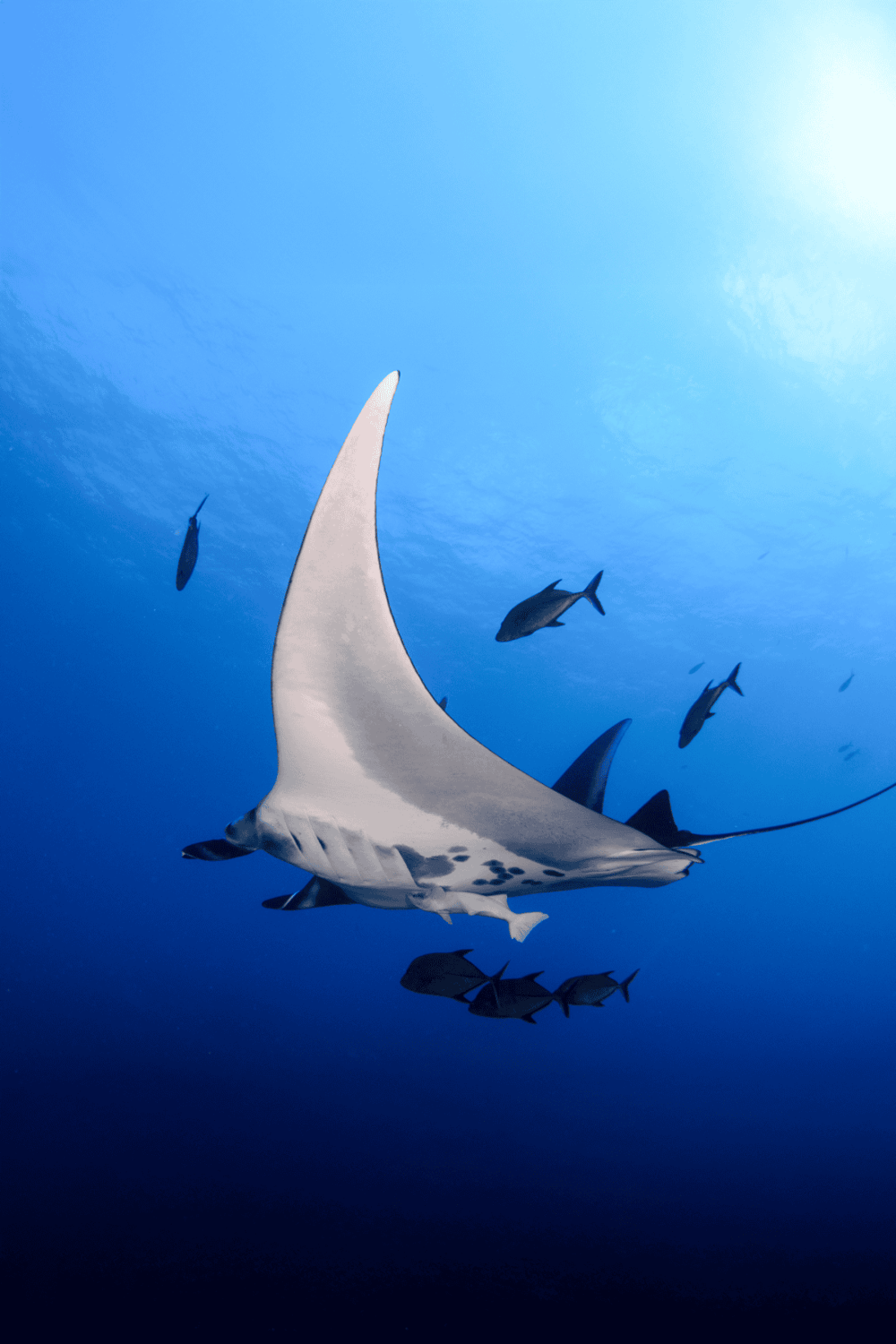Majestic manta ray swimming with fish in clear blue ocean water, vibrant marine life, ocean adventure, aquatic exploration.