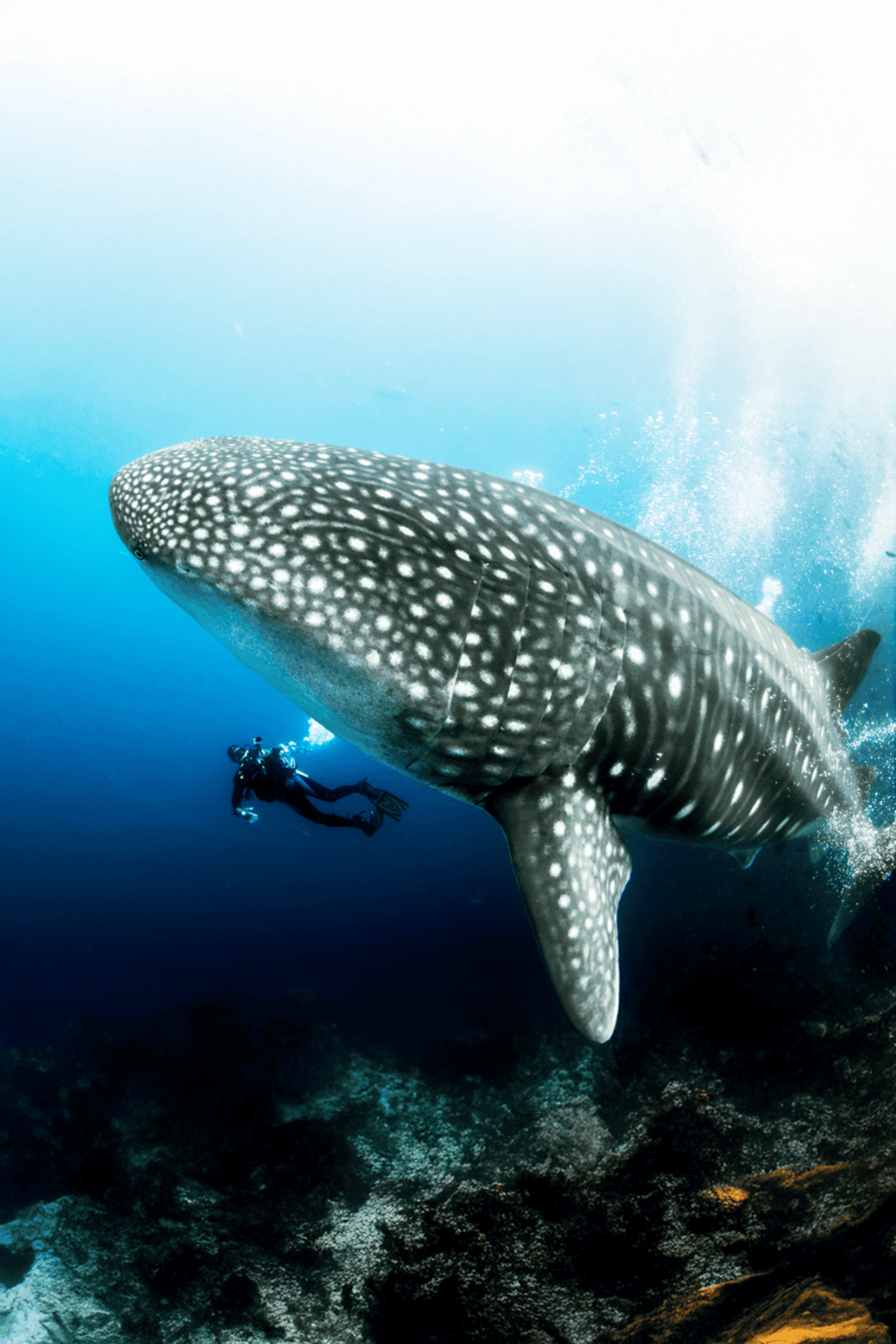 Whale shark underwater with diver, tropical marine life, ocean adventure, scuba diving questfordirections.