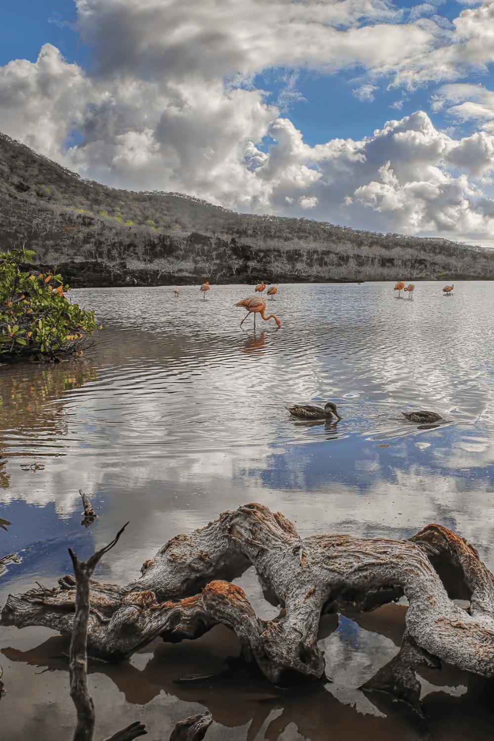 Flamingos in a scenic lake with mountains and cloudy sky, wildlife, nature, bird watching, peaceful outdoor landscape.