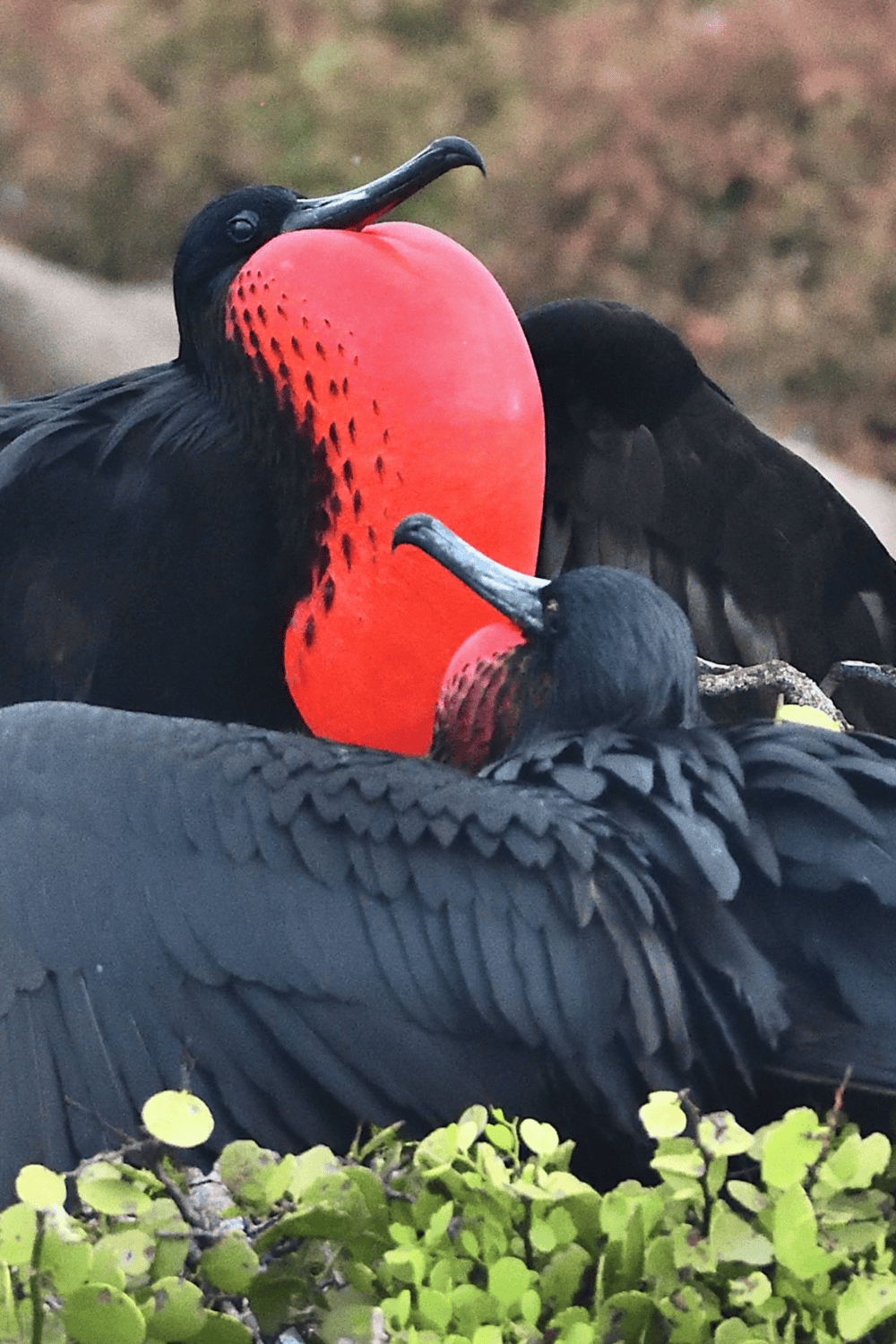 Black and red King Vulture with striking colorful head, close-up wildlife photo.