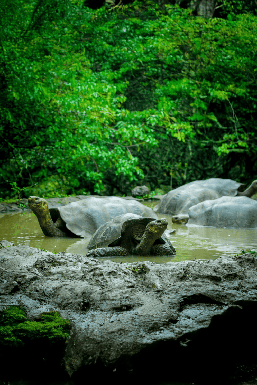 Turtles resting in a lush green natural habitat with water and trees.
