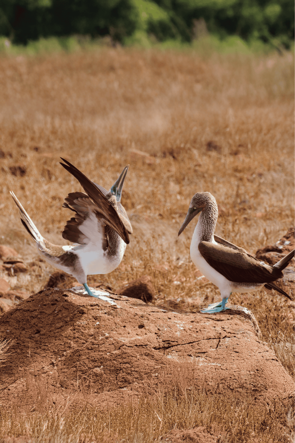 - Blue-footed Boobies engaging in courtship on rocky terrain.
