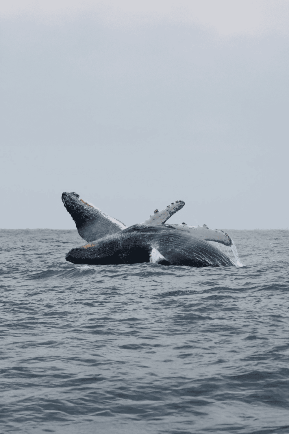 Giant whale breaching ocean surface, showcasing marine wildlife and conservation efforts.