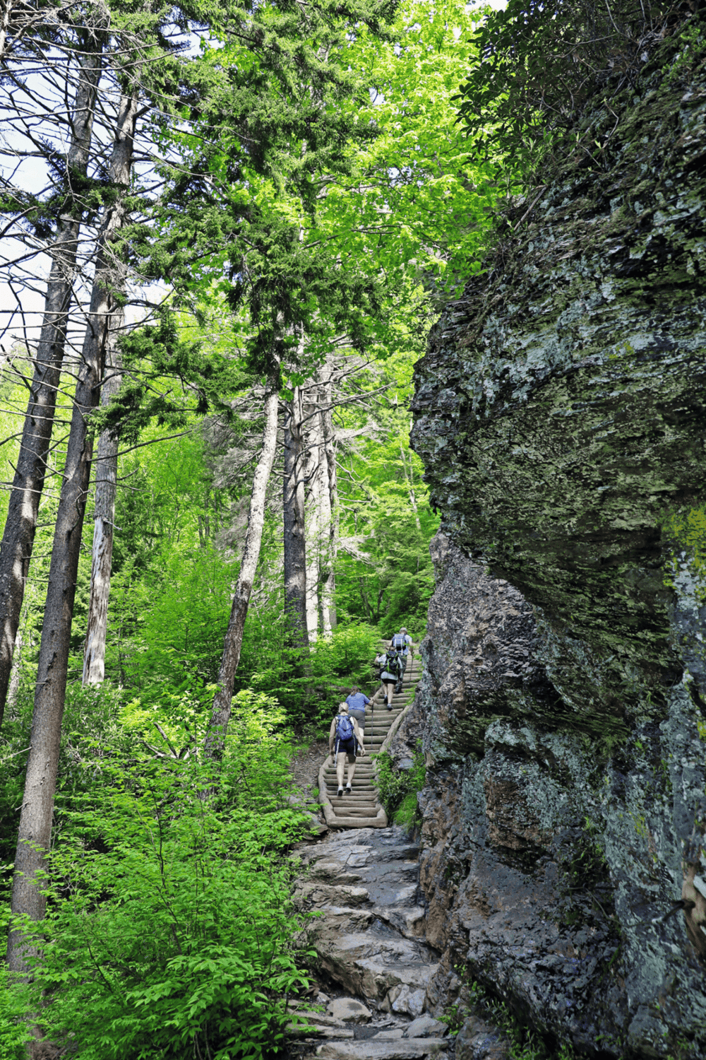 Climbing trail in lush green forest with rock formations, perfect for nature exploration and outdoor adventures.
