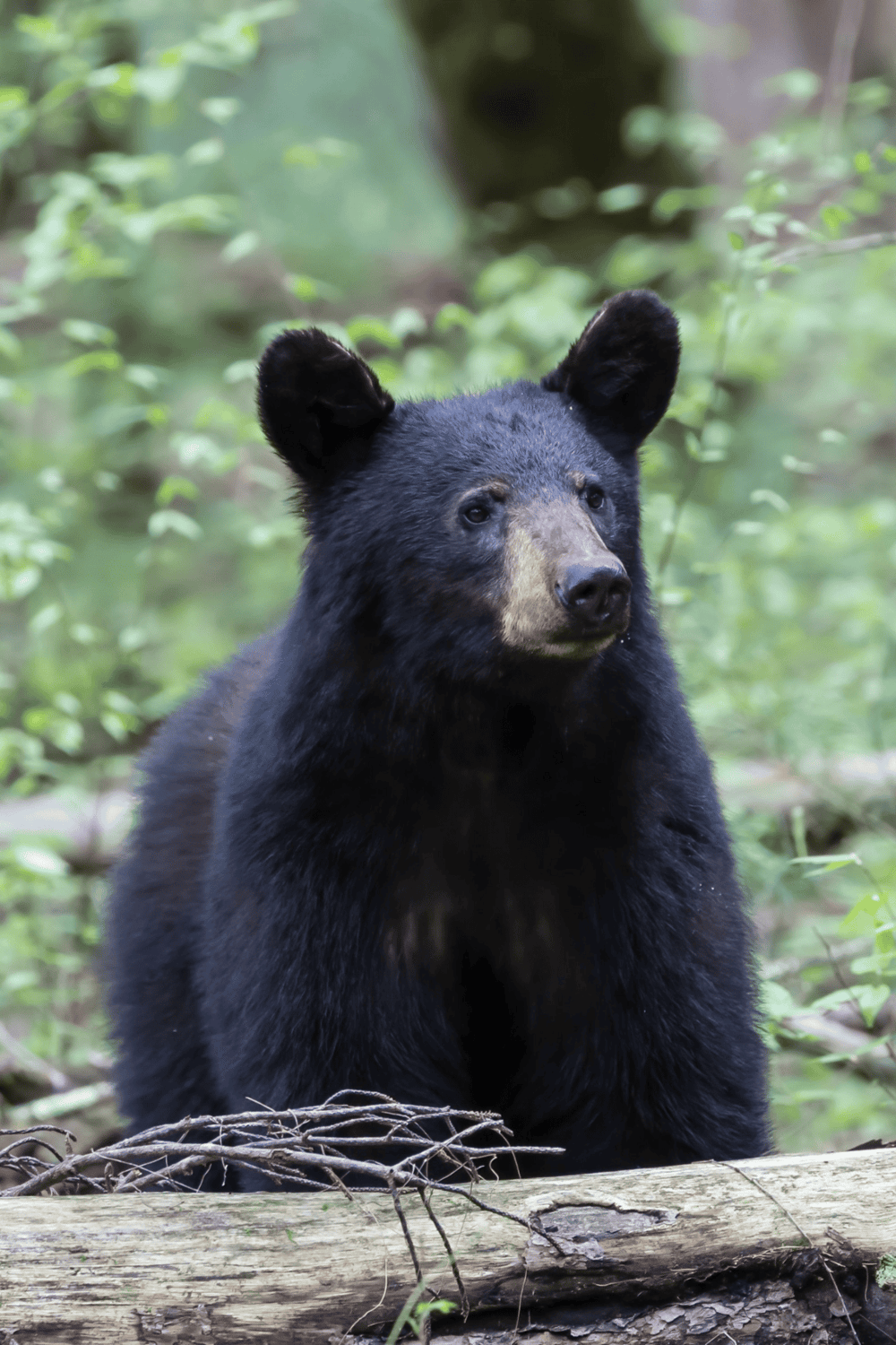 Black bear in lush green forest, wildlife, nature, outdoor adventure, wilderness, animal photography, forest ecosystem, QuestForDirections.
