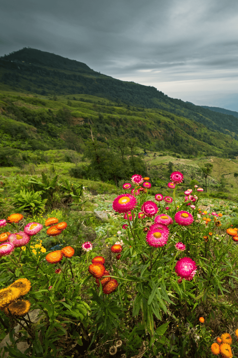 Colorful wildflowers in lush mountain landscape, scenic outdoor hiking trail - QuestForDirections.