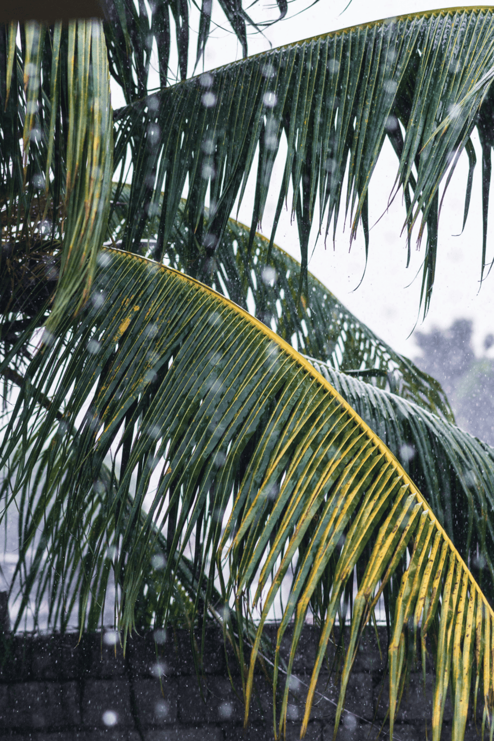 Lush green palm leaves during a gentle rain shower.