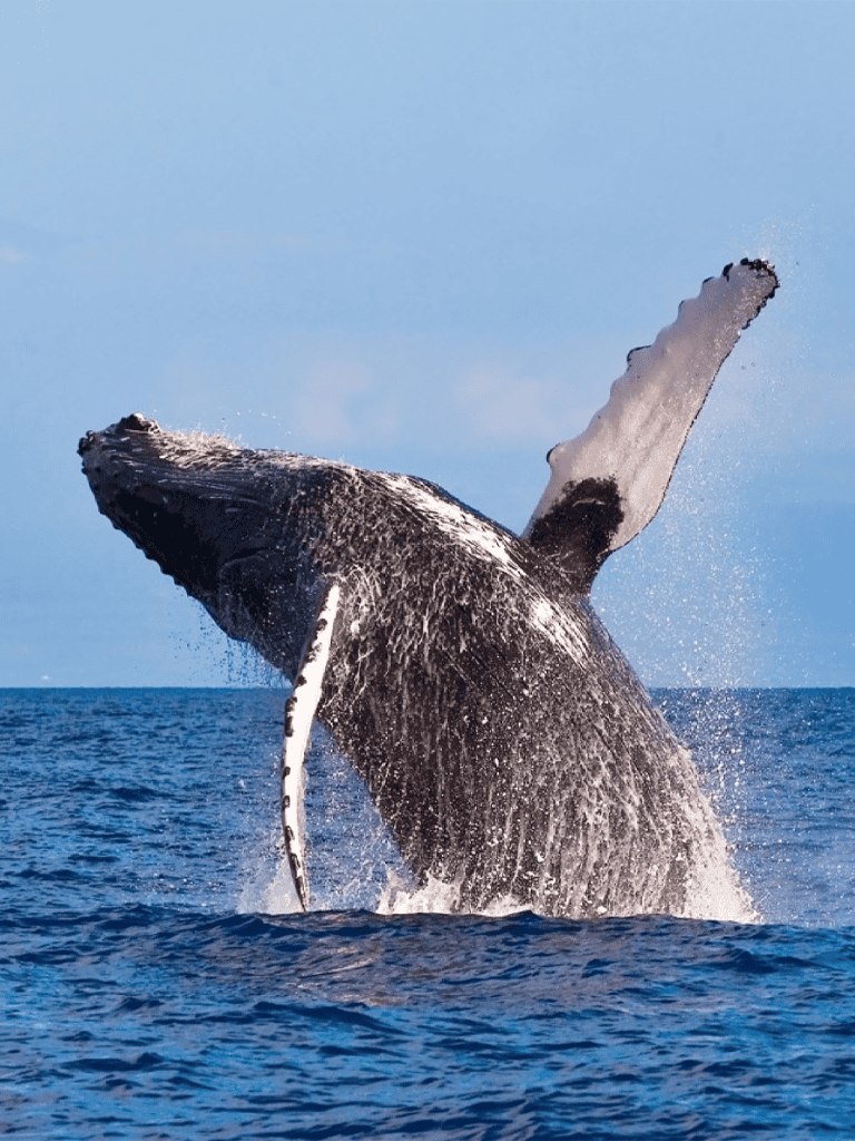 Giant whale breaching ocean surface for a spectacular water show.