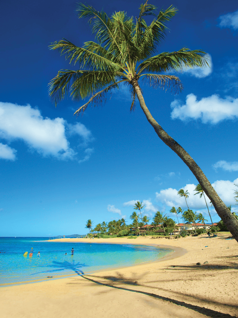 Tropical beach scene with palm trees, blue sky, and clear ocean water.