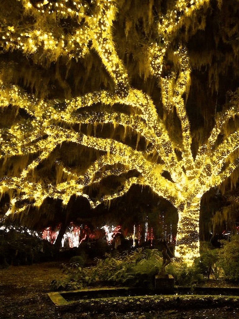 Illuminated tree with string lights at QuestForDirections outdoor event.