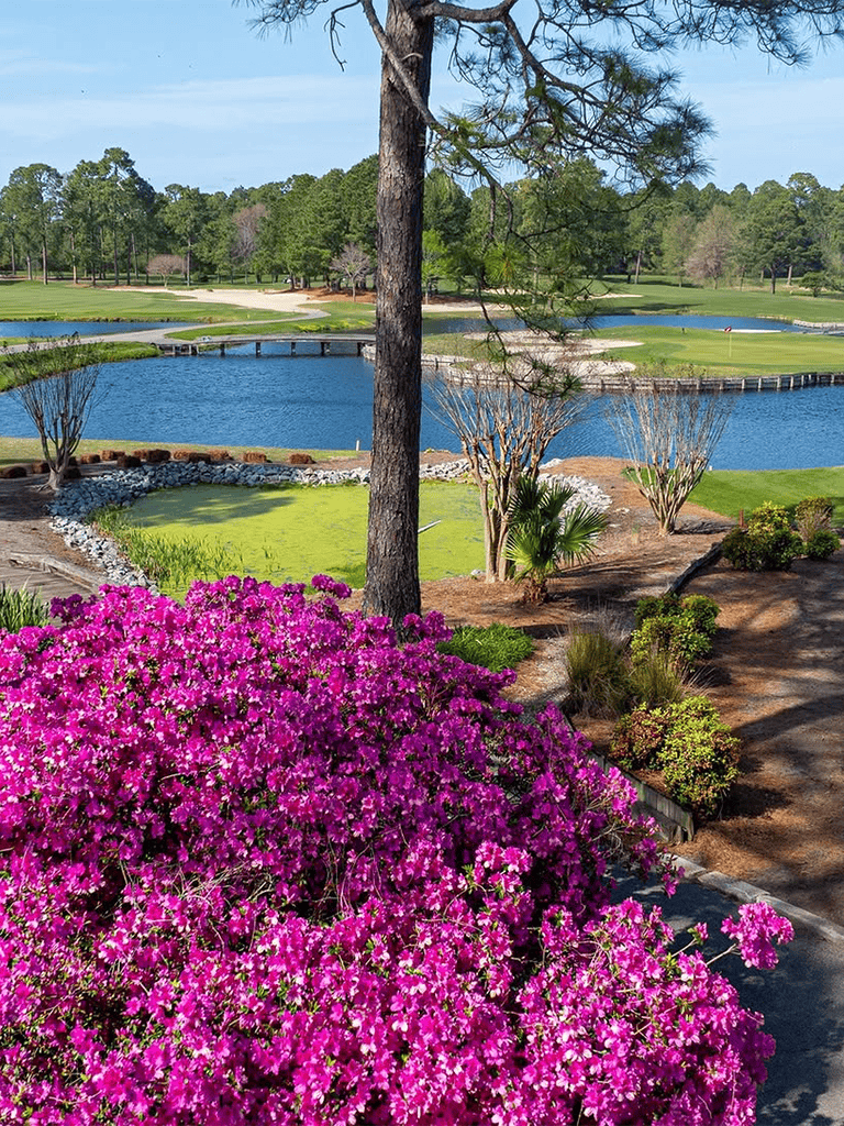Colorful garden view with pink azaleas, pond, and golf course landscape.