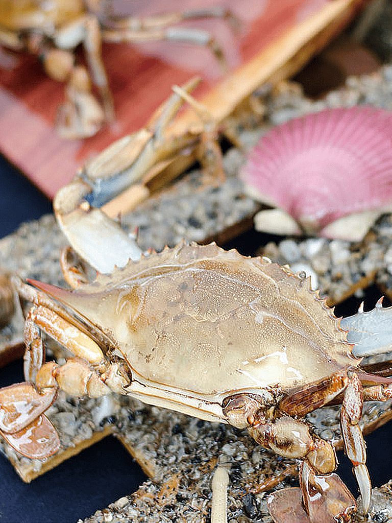 Live crab on a seafood display with shells and rocks, perfect for seafood lovers and culinary adventures.