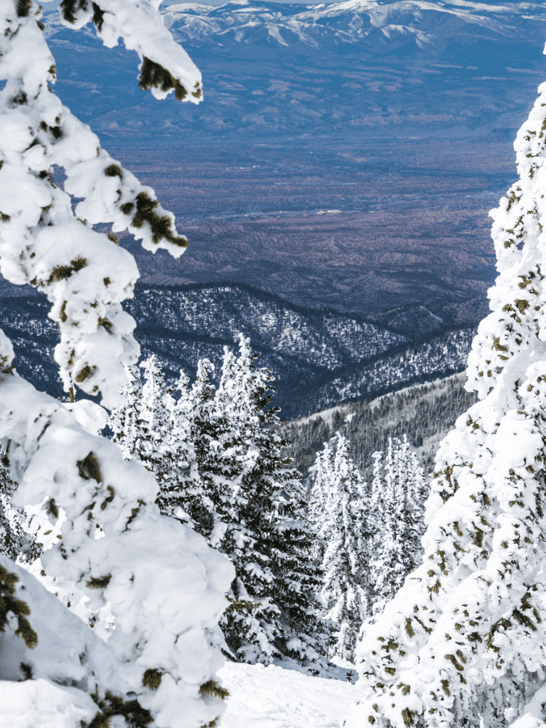 Snow-covered mountain trees in winter landscape.