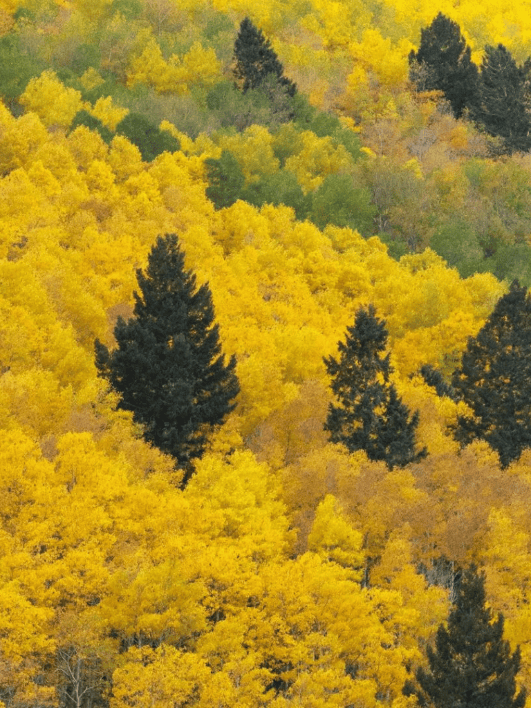 Yellow fall foliage and tall pine trees in a scenic forest landscape.
