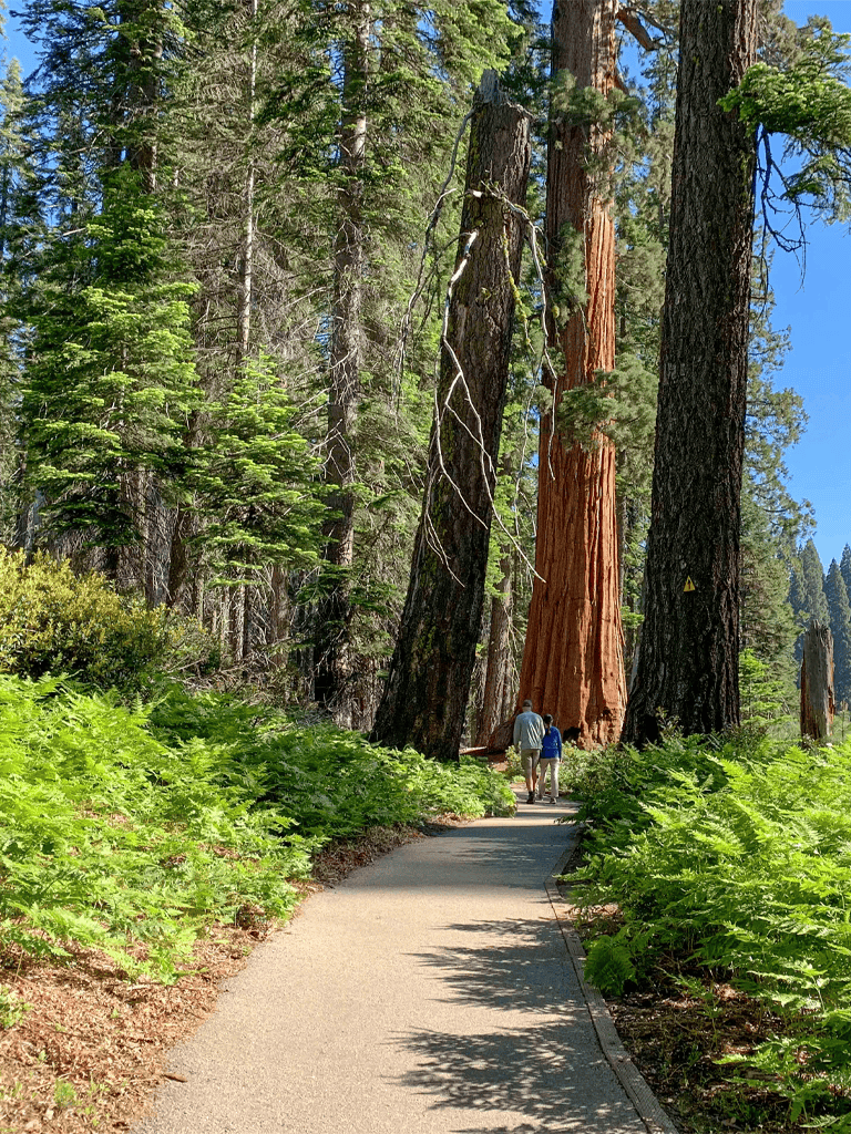 Old growth forest with towering giant sequoia trees along a scenic hiking trail.