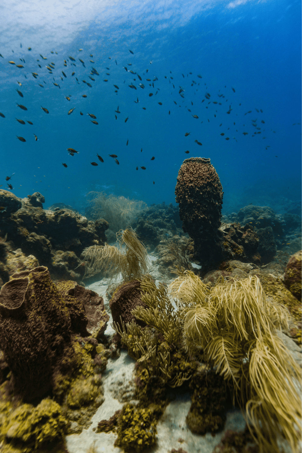 Colorful coral reef with diverse marine life and thriving underwater ecosystem.