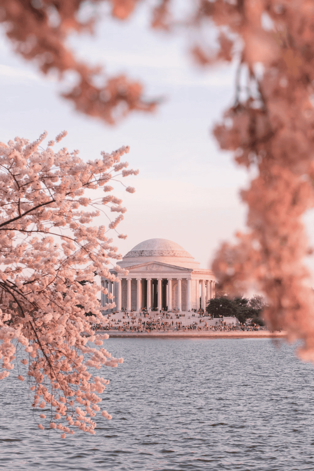 Scenic view of the Jefferson Memorial with cherry blossoms in Washington, D.C., during springtime.