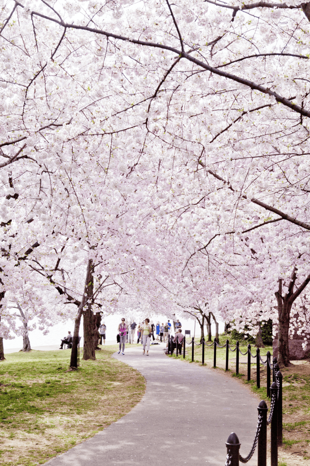 Cherry blossom park with walking paths and visitors during springtime.