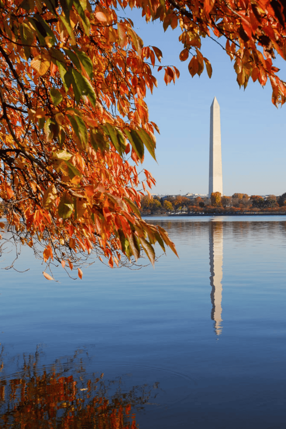 Vibrant fall foliage by the Potomac River with Washington Monument in the background.