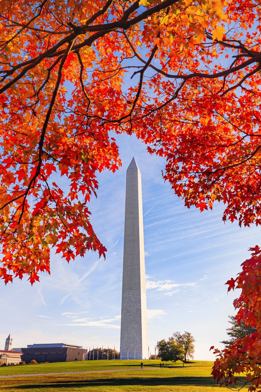 Golden autumn leaves framing the Washington Monument in Washington, D.C.