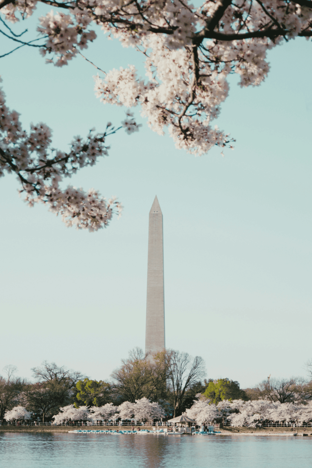 Blooming cherry blossoms near Washington Monument in springtime.