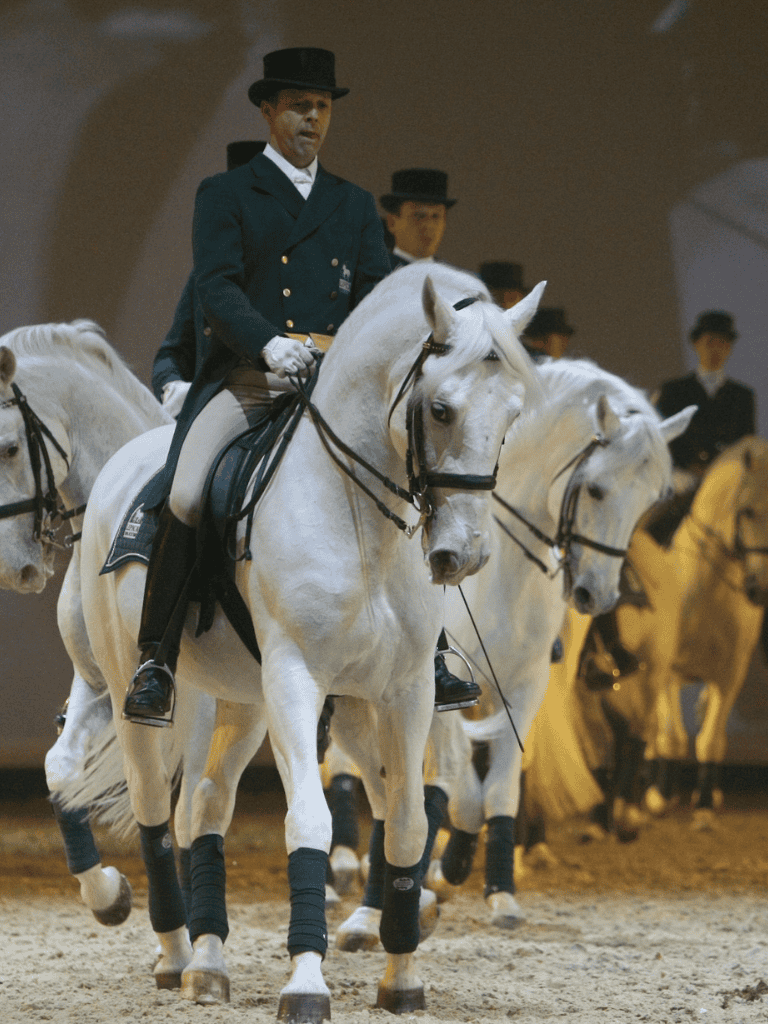 Elegant equestrian rider in formal attire leading a parade of white horses, showcasing classic riding excellence.